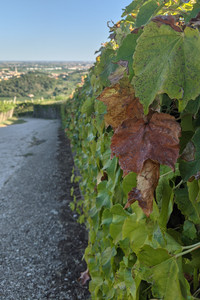 2021-08-18 18.05.46.jpeg