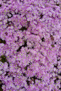 2020-05-11 12.49.31.jpeg