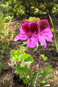 2020-05-31 15.34.23.jpeg